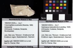 Foto (Objket + Etiketten) von Gastrosacus tuberosiformis (Lorenthey, 1929) 